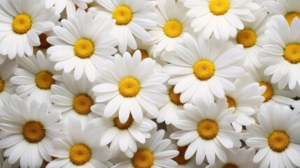 Daisy pattern. Flat lay spring and summer chamomile flowers . Repetition concept. Top view