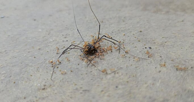 Ants eating an dead spider