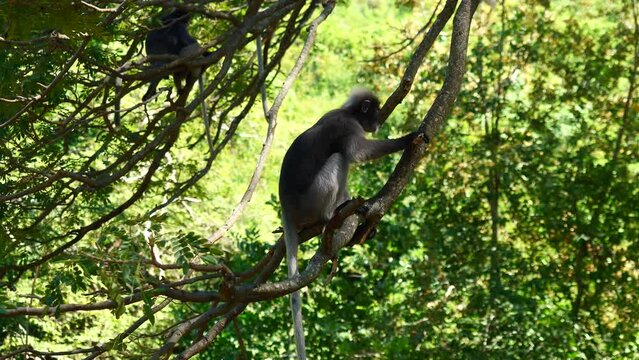 Dusky leaf monkey  eating food and sitting on tree,  Three forest mammal with green trees and shrubs