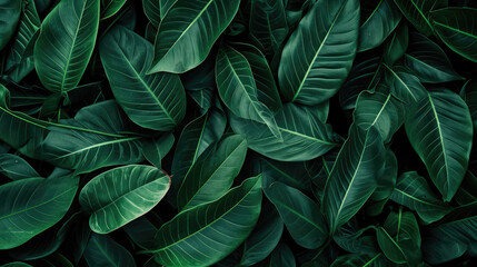abstract green leaf texture, tropical leaf foliage nature dark green background