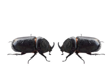 black beetle isolated on white background