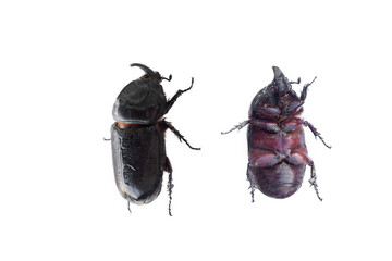 a beetle back and front Isolated on white background.