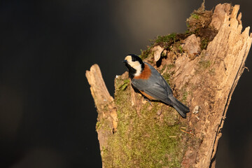 公園や庭に来る身近なかわいい小鳥、人気者のヤマガラ