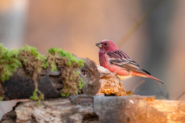 Fototapeta premium 冬の山で見られる美しい赤い小鳥、オオマシコ