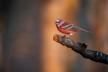 冬の山で見られる美しい赤い小鳥、オオマシコ
