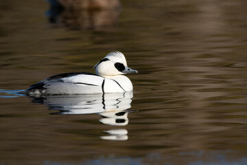 冬に公園で見られる白黒のシックな美しいカモの仲間ミコアイサ