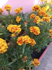 Obraz na płótnie Canvas orange flowers in a garden