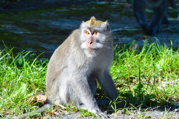 Close-Up Side View Of A Wild Monkey Sitting In Sunbathing Pose, With Its Head Turned To The Side, Amidst Roadside Grass In The Morning Sunlight, Puncak Wanagiri, Buleleng, Bali