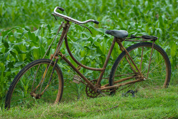 Fototapeta na wymiar an old bicycle parked at the edge of a cornfield