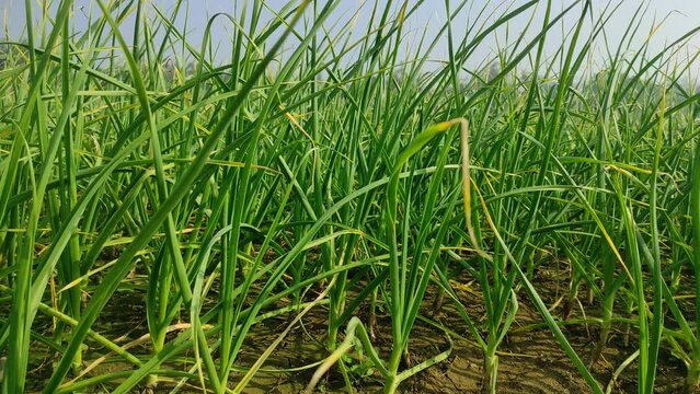 Green garlic plants growing on field, close up. Gardening background with garlic green leaves, closeup.
