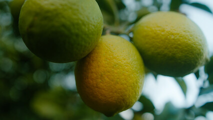 Close-up green lemons hanging on tree. Bunches of fresh ripe lemons	
