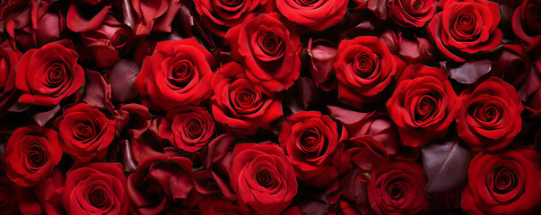 Natural red roses background, flowers wall. valentines day
