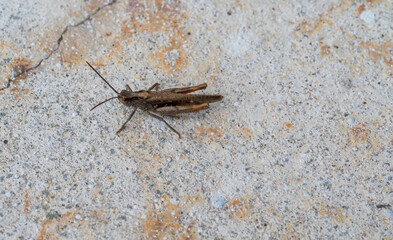 Detail of grasshopper insect. View from above.