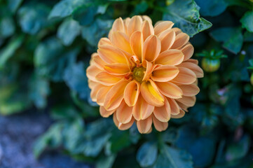 Detail of the orange flower of the Georgina plant.
