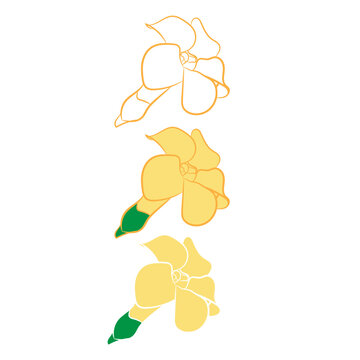 Hawaii  hand drawing doodle Puakenikeni flower drawing plant 