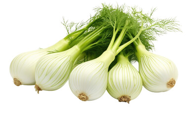 Elevate Dishes with the Allure of Fennel on White or PNG Transparent Background