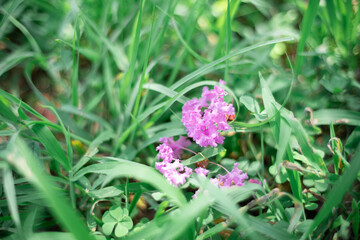 芝生の上に散ったサルスベリ