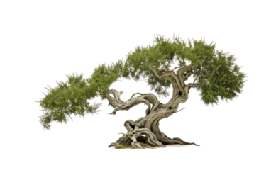 The Grace and Grandeur of Greek Olive Trees on White or PNG Transparent Background