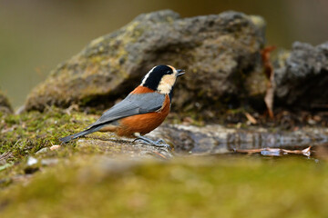 公園や庭で見られる身近なかわいい人気者、ヤマガラ
