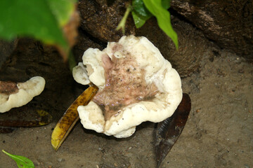 Rosy conk (Fomitopsis cajanderi) growing on a dead wood : (pix Sanjiv Shukla)