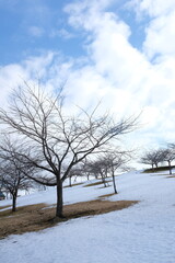 冬の終わりの晴れた日に雪解けの丘にたたずむ木々青空を背景に氷が溶けて草が芽吹く