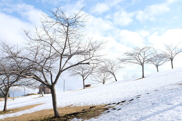 Fototapeta na wymiar 晴れた冬の終わりの日雪解けの丘にたたずむ木々氷が溶けて草が芽吹く青空を背景に