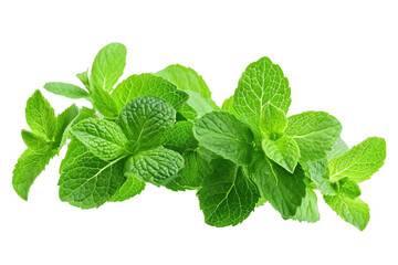 Isolated Fresh Mint Leaves: Green Herbal Plant with Aromatic Menthol, Ideal for Healthy Cooking and Medicinal Use in a transparent Background