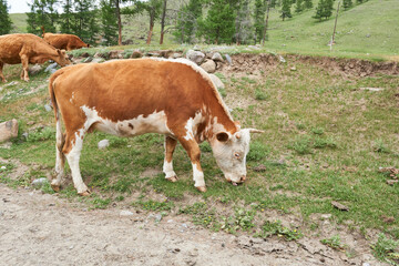 Fototapeta na wymiar Cows graze on the green meadow in the mountains.