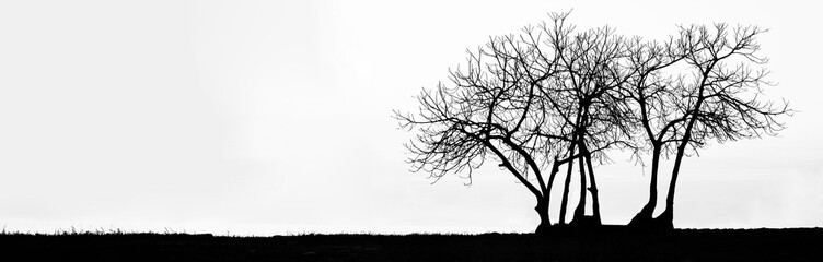 illustration. black silhouette of Dead tree isolated on white background. black, white landscape. Dead trunk isolated with white backdrop. empty copy space for inscription. dried grass on  horizon.