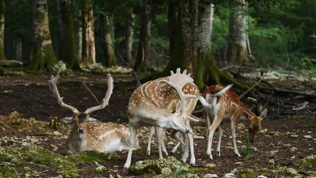 Fallow deer herd in natural environment. Female and male. Deer Dama dama. Vision Park in Auberive region, France. Slow motion
