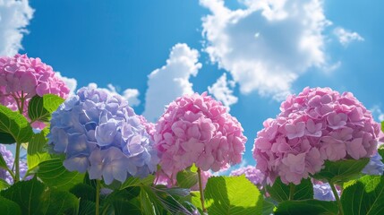 Pink hydrangea in a sunny day.