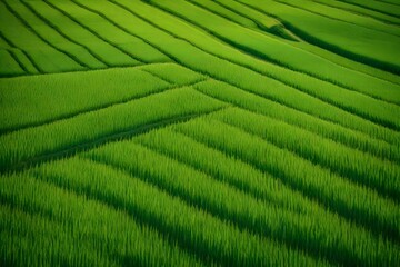 Picture the poetry of agriculture—a field dressed in the vibrant green attire of flourishing wheat ears. Immaculate lighting adds a touch of perfection to the super - obrazy, fototapety, plakaty