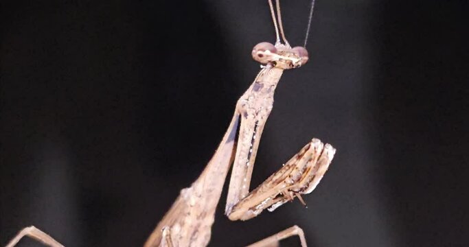 A brown mantis on a floor.