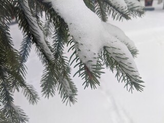 Winter landscape. Snowfall. The snow covered the evergreen clothes of Christmas trees and pines. Branches under the snow. Winter season. New Year's mood