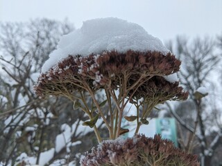  the berries were covered by the first snowfall at the beginning of winter. without people outside....