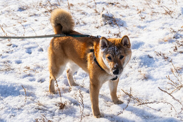 shiba inu dog in winter snow fairy tale forest. Shiba dog in snow. Winter background with cute dog. Shiba Inu Japanese husky in winter. Selective focus.