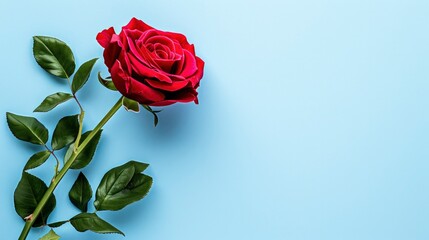 Rose on a pastel blue background, top view.