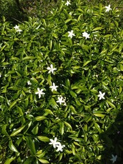 close up of green leaves