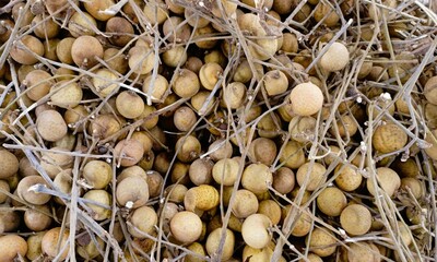 pile of fresh longan fruit in a basket
