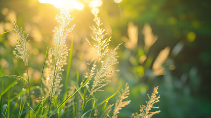 Closeup of flowering grasses in an idyllic sunny greenery - obrazy, fototapety, plakaty