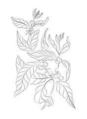 Sketch of a coffee branch. With fruits and blossoms. Vector drawing.