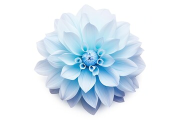 Closeup of a big shaggy Dahlia flower on a white background isolated with a clipping path for design purposes