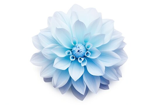 Closeup of a big shaggy Dahlia flower on a white background isolated with a clipping path for design purposes
