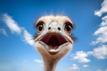 Wandaufkleber Close up of head of funny ostrich bird with open mouth in front of blue sky © Firn