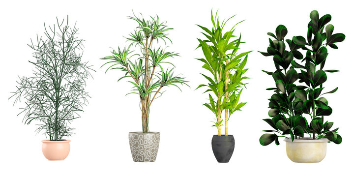 3d illustration Dragon trees,Pencil cactus,Rubber Tree Ornamental plants in pot