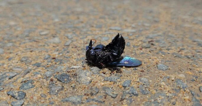 Macro view of predators ants colony while eating dead Carpenter bee insect, animal wildlife nature 4k