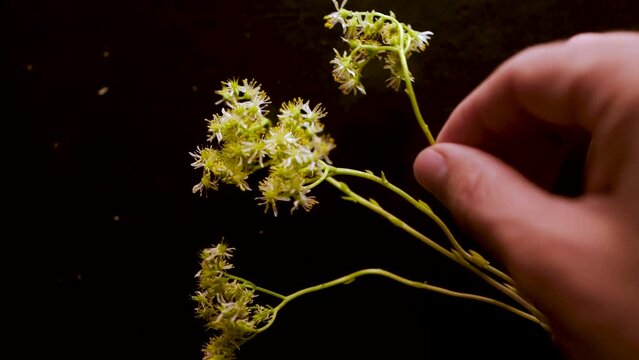 showing to the camera, one sedum sediforme plant whit flower, crassulaceae