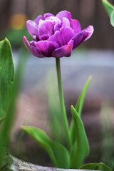 Hybrid violet-blue tulip Blue Diamond in the garden. Peony-shaped terry late tulips.