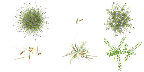 Jungle Rosemary,Chinese silver grass, shapes cutout 3d render from the top view