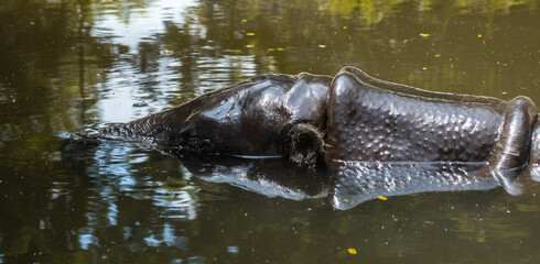 Fototapeta premium hippo in the water